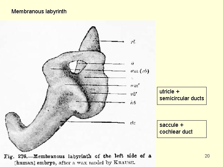 Membranous labyrinth utricle + semicircular ducts saccule + cochlear duct 20 