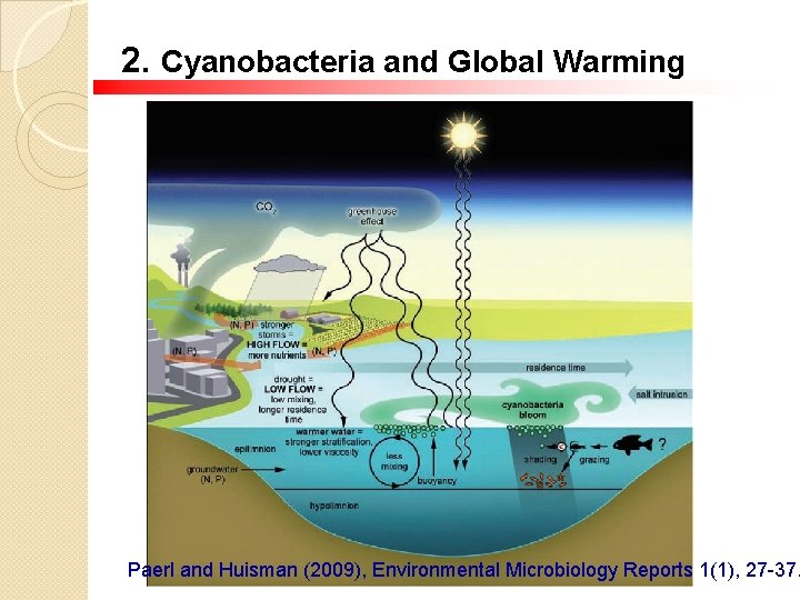 2. Cyanobacteria and Global Warming Paerl and Huisman (2009), Environmental Microbiology Reports 1(1), 27