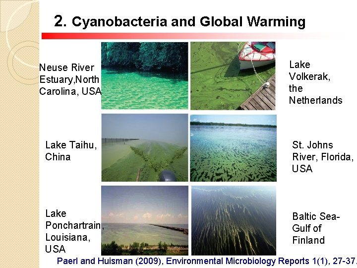 2. Cyanobacteria and Global Warming Neuse River Estuary, North Carolina, USA Lake Volkerak, the