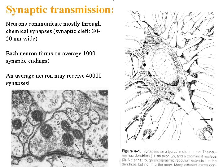 Synaptic transmission: Neurons communicate mostly through chemical synapses (synaptic cleft: 3050 nm wide) Each