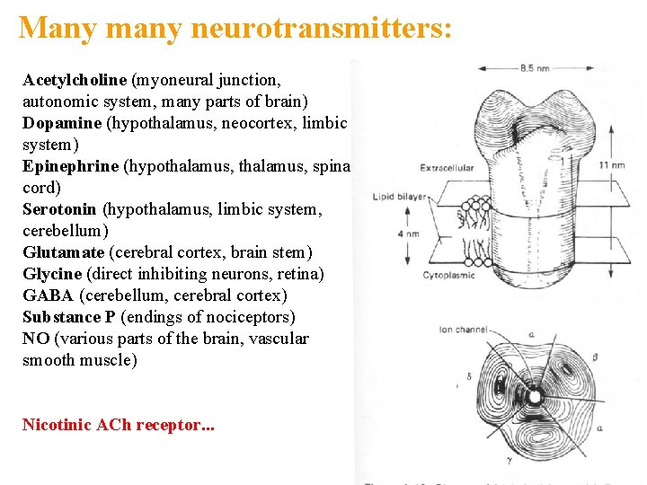 Many many neurotransmitters: Acetylcholine (myoneural junction, autonomic system, many parts of brain) Dopamine (hypothalamus,