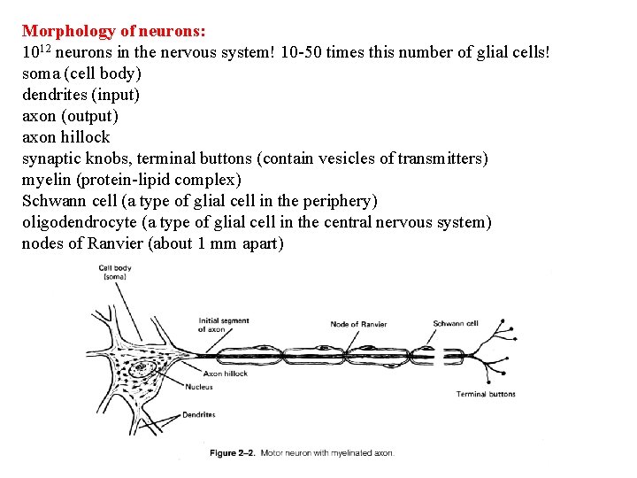 Morphology of neurons: 1012 neurons in the nervous system! 10 -50 times this number