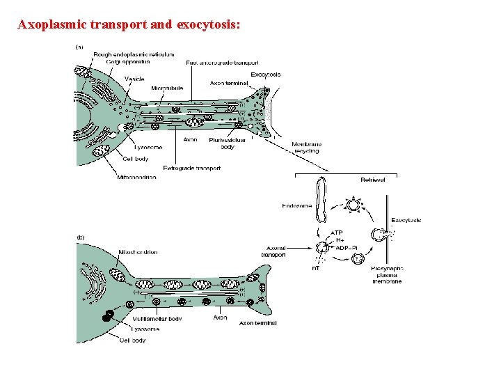 Axoplasmic transport and exocytosis: 