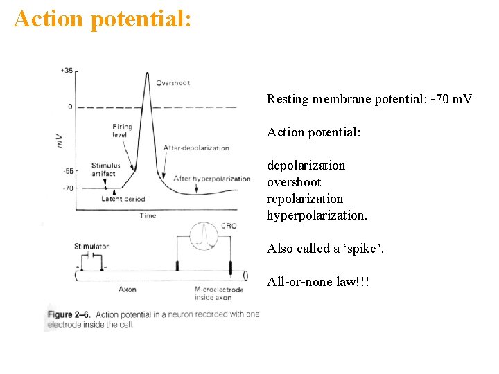 Action potential: Resting membrane potential: -70 m. V Action potential: depolarization overshoot repolarization hyperpolarization.