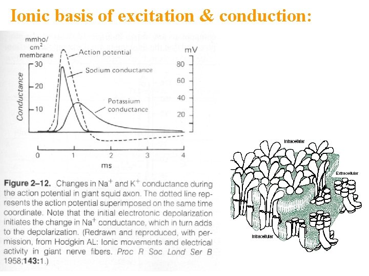 Ionic basis of excitation & conduction: 