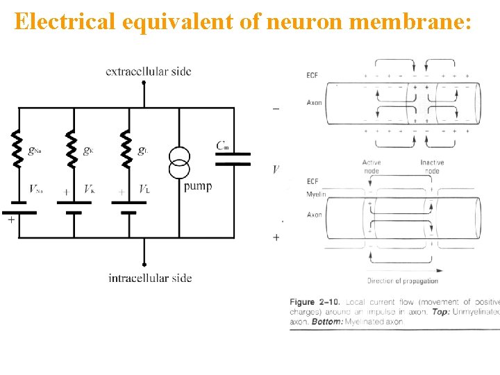 Electrical equivalent of neuron membrane: 