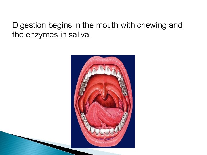 Digestion begins in the mouth with chewing and the enzymes in saliva. 