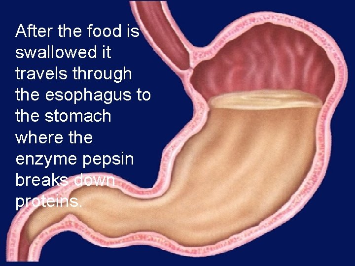 After the food is swallowed it travels through the esophagus to the stomach where