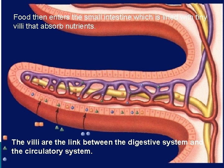 Food then enters the small intestine which is lined with tiny villi that absorb