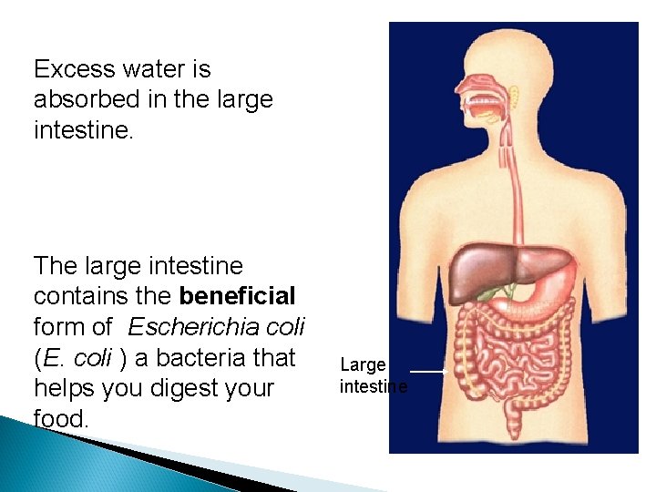 Excess water is absorbed in the large intestine. The large intestine contains the beneficial