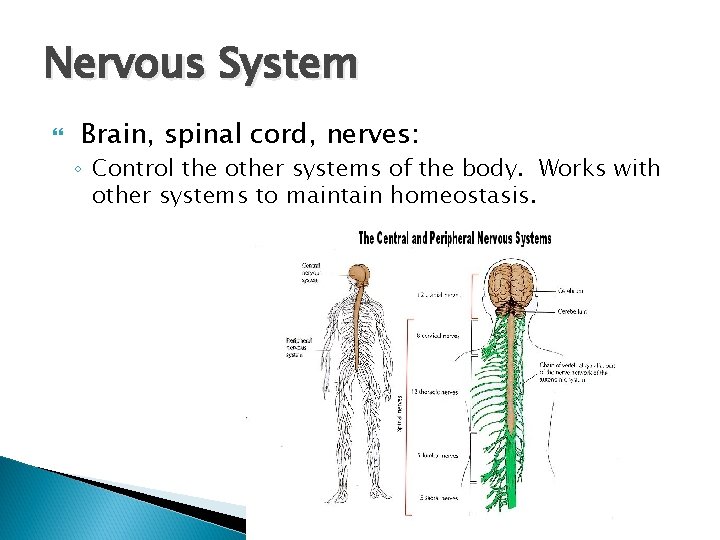 Nervous System Brain, spinal cord, nerves: ◦ Control the other systems of the body.