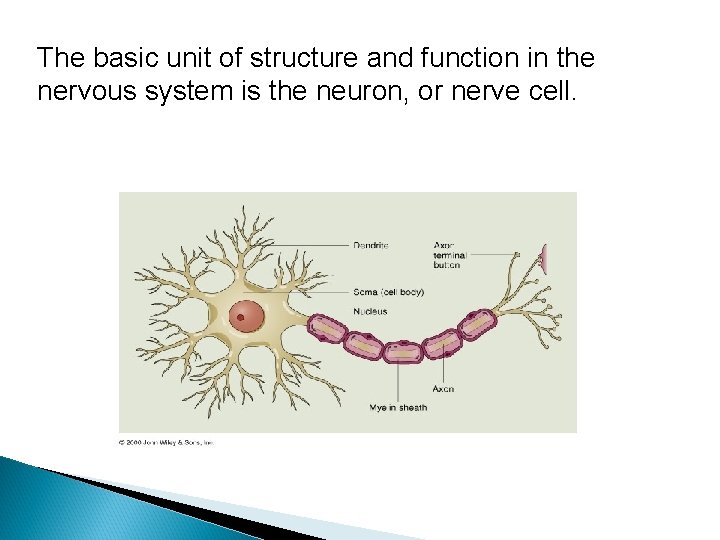 The basic unit of structure and function in the nervous system is the neuron,