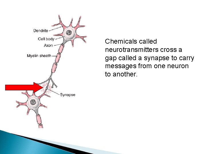 Chemicals called neurotransmitters cross a gap called a synapse to carry messages from one