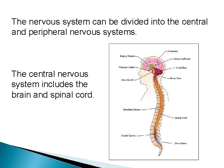 The nervous system can be divided into the central and peripheral nervous systems. The