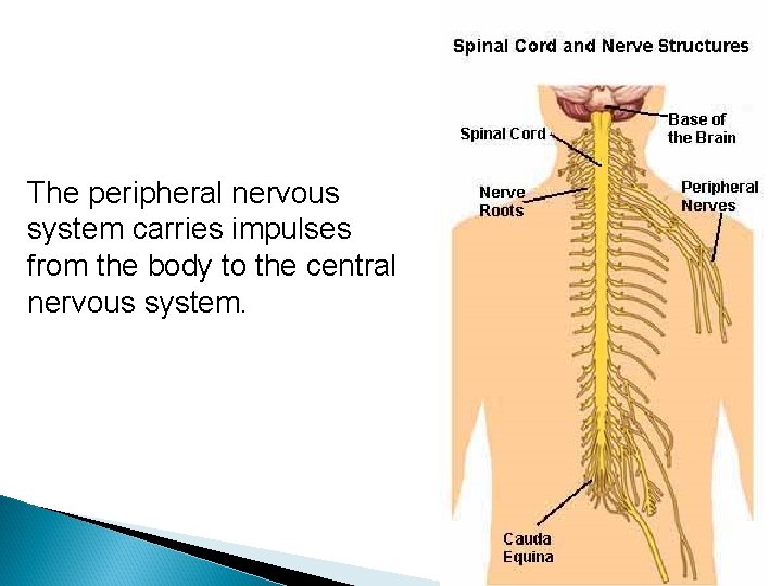 The peripheral nervous system carries impulses from the body to the central nervous system.