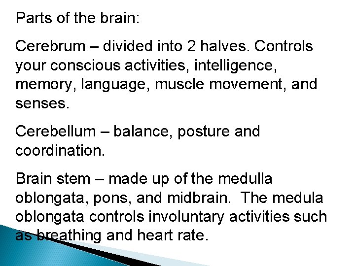 Parts of the brain: Cerebrum – divided into 2 halves. Controls your conscious activities,
