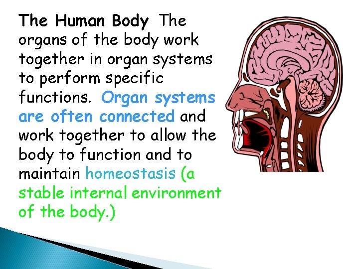 The Human Body The organs of the body work together in organ systems to