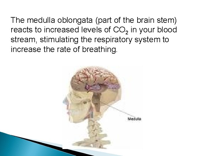 The medulla oblongata (part of the brain stem) reacts to increased levels of CO