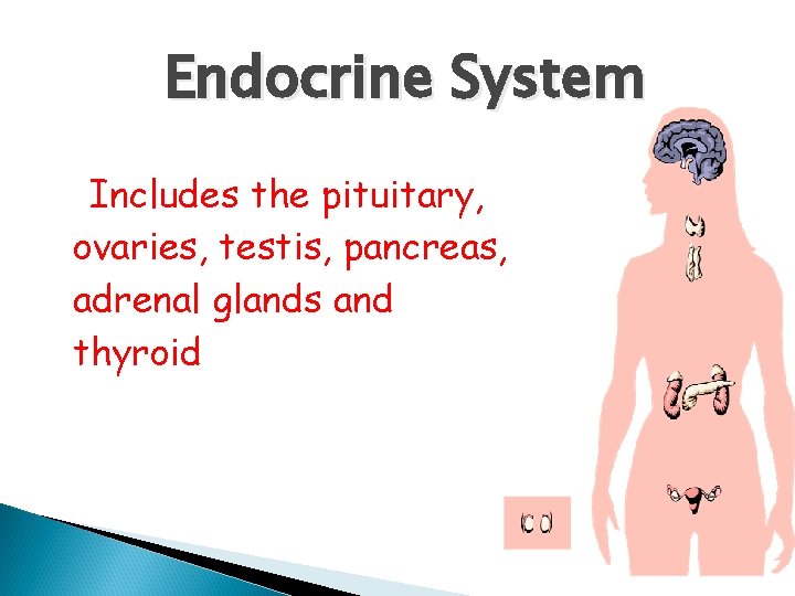 Endocrine System Includes the pituitary, ovaries, testis, pancreas, adrenal glands and thyroid 