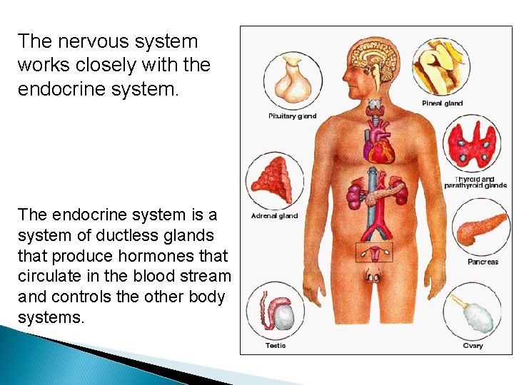 The nervous system works closely with the endocrine system. The endocrine system is a