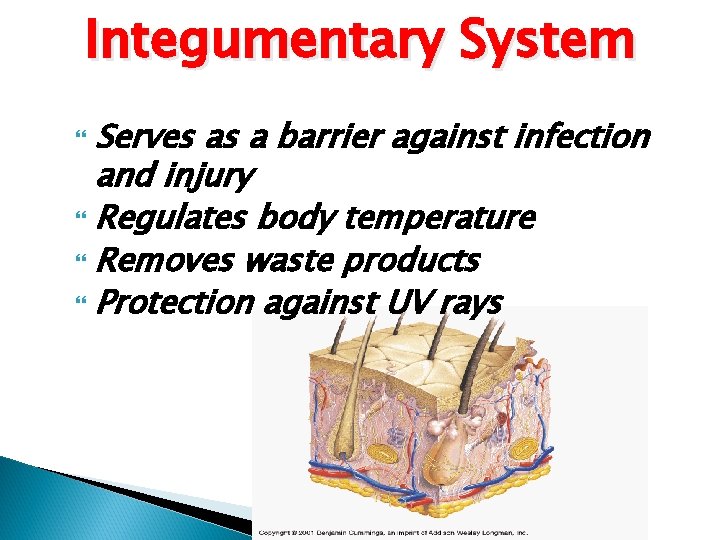 Integumentary System Serves as a barrier against infection and injury Regulates body temperature Removes