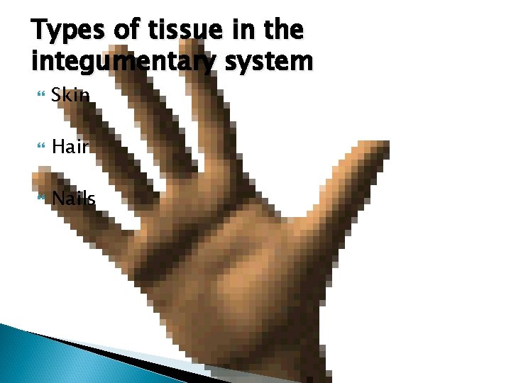 Types of tissue in the integumentary system Skin Hair Nails 