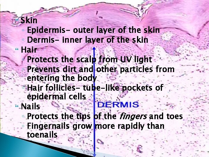  Skin ◦ Epidermis- outer layer of the skin ◦ Dermis- inner layer of