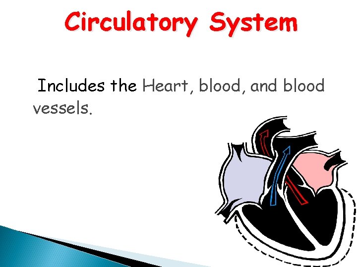 Circulatory System Includes the Heart, blood, and blood vessels. 