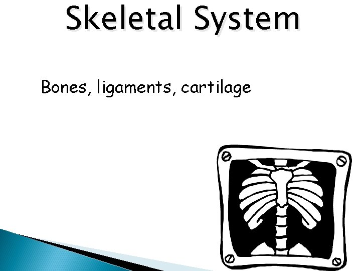 Skeletal System Bones, ligaments, cartilage 