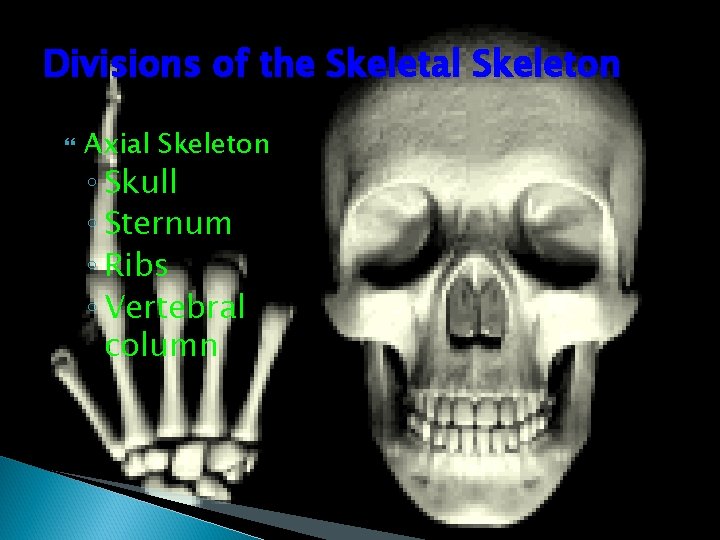 Divisions of the Skeletal Skeleton Axial Skeleton ◦ Skull ◦ Sternum ◦ Ribs ◦