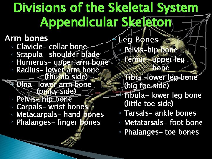 Divisions of the Skeletal System Appendicular Skeleton Arm bones ◦ ◦ ◦ ◦ ◦