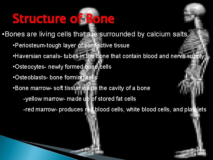 Structure of Bone • Bones are living cells that are surrounded by calcium salts.