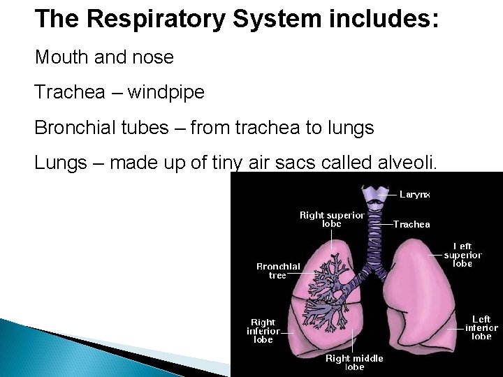 The Respiratory System includes: Mouth and nose Trachea – windpipe Bronchial tubes – from