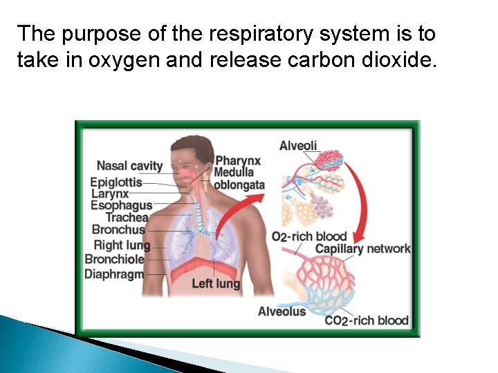 The purpose of the respiratory system is to take in oxygen and release carbon