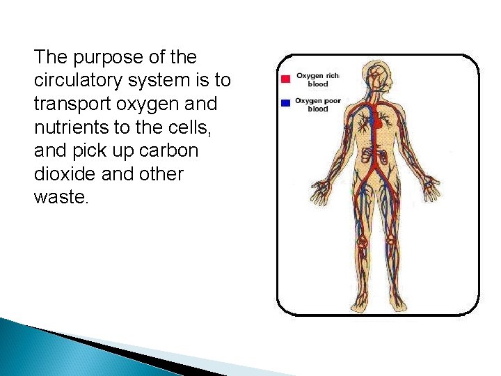 The purpose of the circulatory system is to transport oxygen and nutrients to the