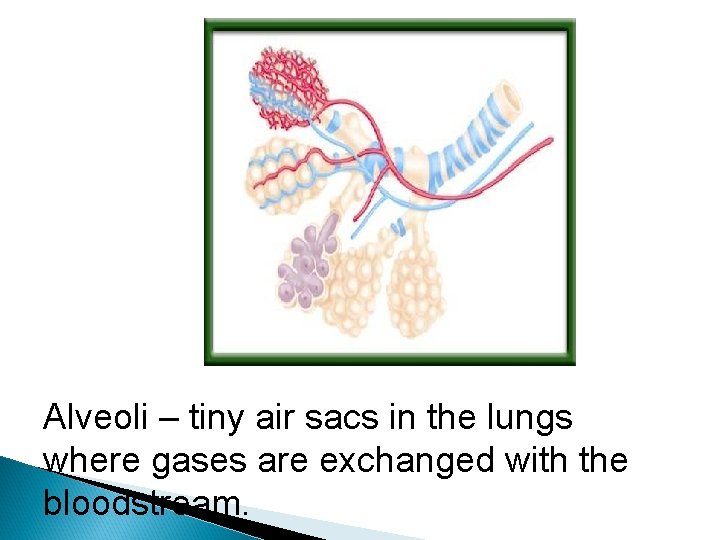 Alveoli – tiny air sacs in the lungs where gases are exchanged with the