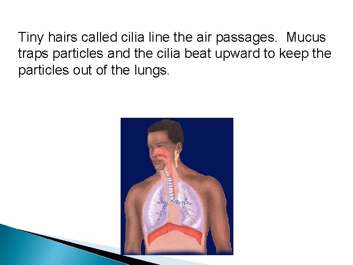 Tiny hairs called cilia line the air passages. Mucus traps particles and the cilia