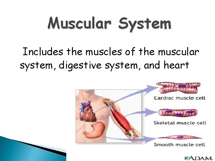 Muscular System Includes the muscles of the muscular system, digestive system, and heart 