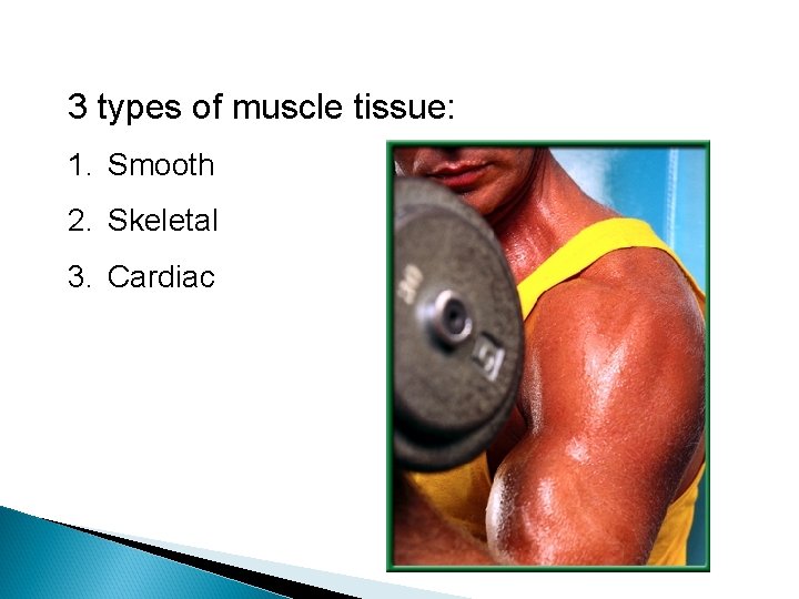 3 types of muscle tissue: 1. Smooth 2. Skeletal 3. Cardiac 