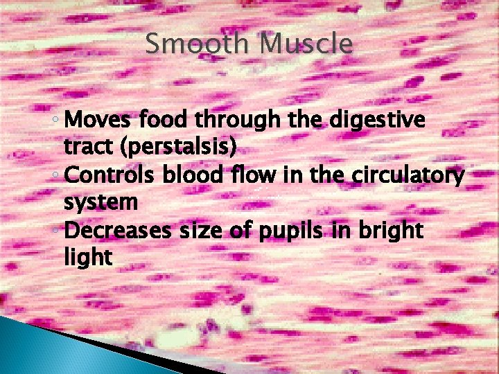 Smooth Muscle ◦ Moves food through the digestive tract (perstalsis) ◦ Controls blood flow