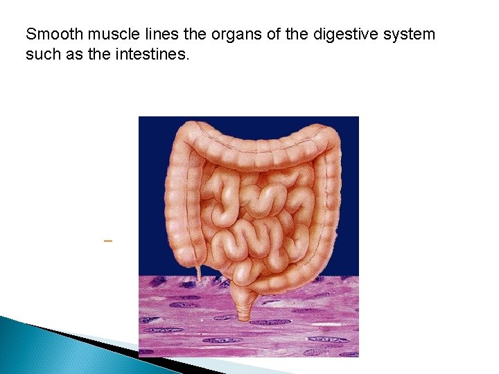 Smooth muscle lines the organs of the digestive system such as the intestines. 