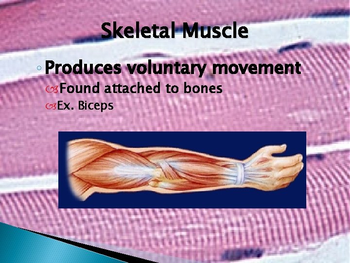 Skeletal Muscle ◦ Produces voluntary movement Found attached to bones Ex. Biceps 