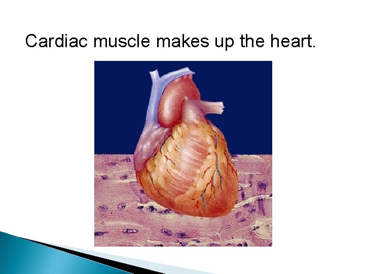 Cardiac muscle makes up the heart. 