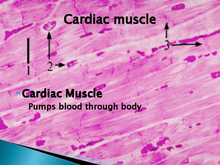 Cardiac muscle Cardiac Muscle ◦ Pumps blood through body 