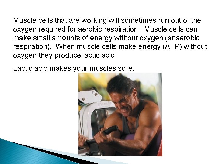 Muscle cells that are working will sometimes run out of the oxygen required for