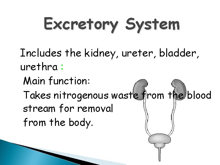 Excretory System Includes the kidney, ureter, bladder, urethra : Main function: Takes nitrogenous waste