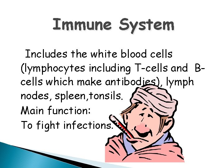 Immune System Includes the white blood cells (lymphocytes including T-cells and Bcells which make