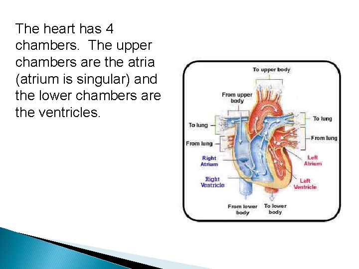 The heart has 4 chambers. The upper chambers are the atria (atrium is singular)