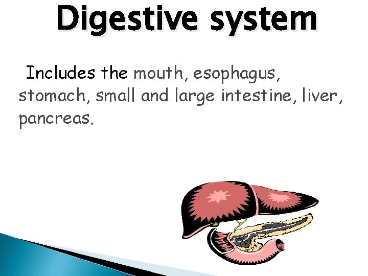 Digestive system Includes the mouth, esophagus, stomach, small and large intestine, liver, pancreas. 