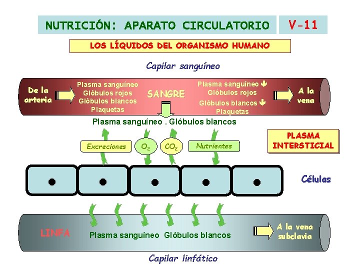 NUTRICIÓN: APARATO CIRCULATORIO V-11 LOS LÍQUIDOS DEL ORGANISMO HUMANO Capilar sanguíneo De la arteria NUTRICIÓN: APARATO CIRCULATORIO V-11 LOS LÍQUIDOS DEL ORGANISMO HUMANO Capilar sanguíneo De la arteria